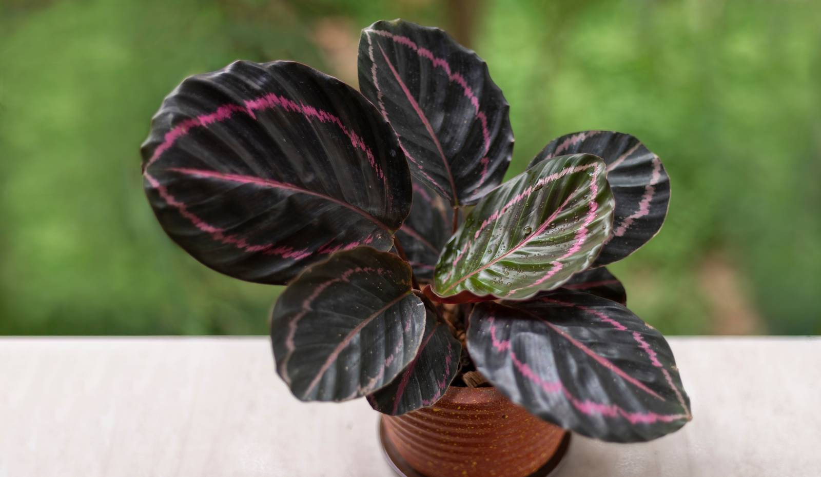 La calathea roseopicta si riconosce per le bellissime foglie arrotondate molto decorative, con sfumature rosa attorno ai bordi.