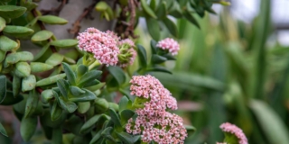 Crassula springtime