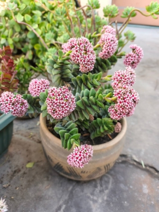 La crassula springtime non tollera il freddo prolungato: per questo, viene coltivata in base nella maggior parte delle regioni italiane.