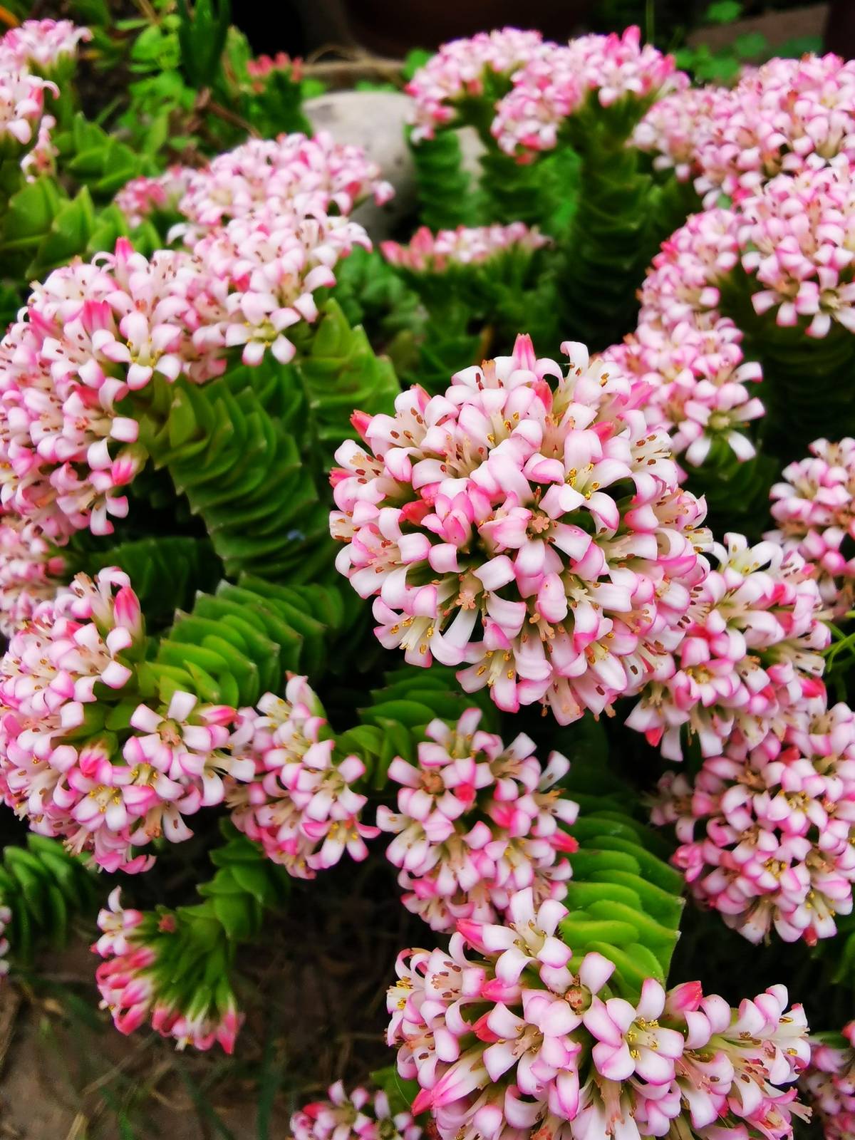 La crassula springtime produce splendide infiorescenze rosate tra la fine dell'inverno e l'inizio della primavera.