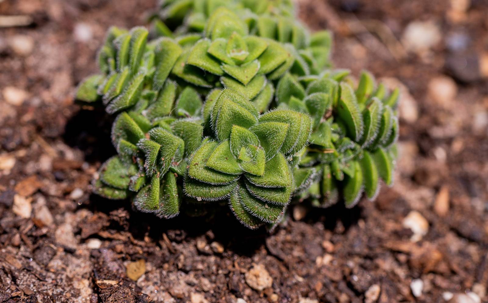 La crassula springtime ama la luce intensa, ma non diretta nelle ore più calde della giornata, specialmente d'estate.