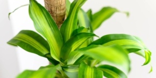 Dracaena fragrans o tronchetto della felicità