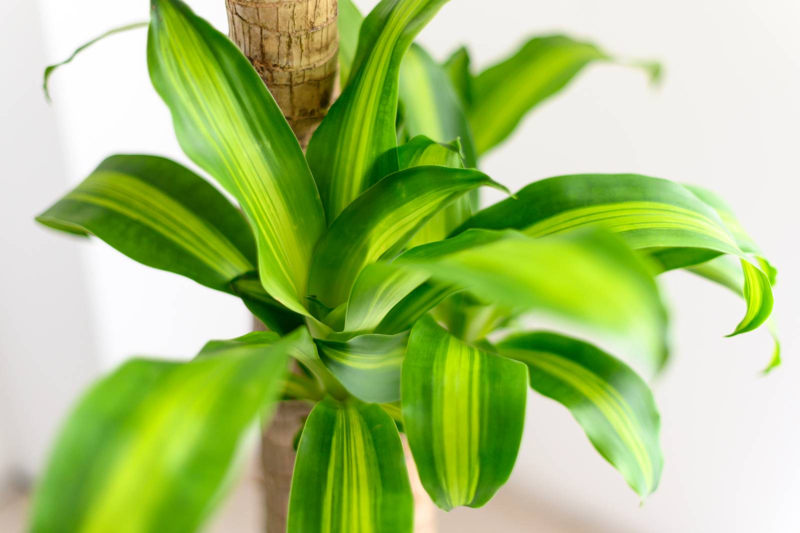 Per mantenere il fogliame lucente e idratato, occorre nebulizzarlo regolarmente: la dracaena fragrans ama gli ambienti umidi. Per mantenere il fogliame lucente e idratato, occorre nebulizzarlo regolarmente: la dracaena fragrans ama gli ambienti umidi.