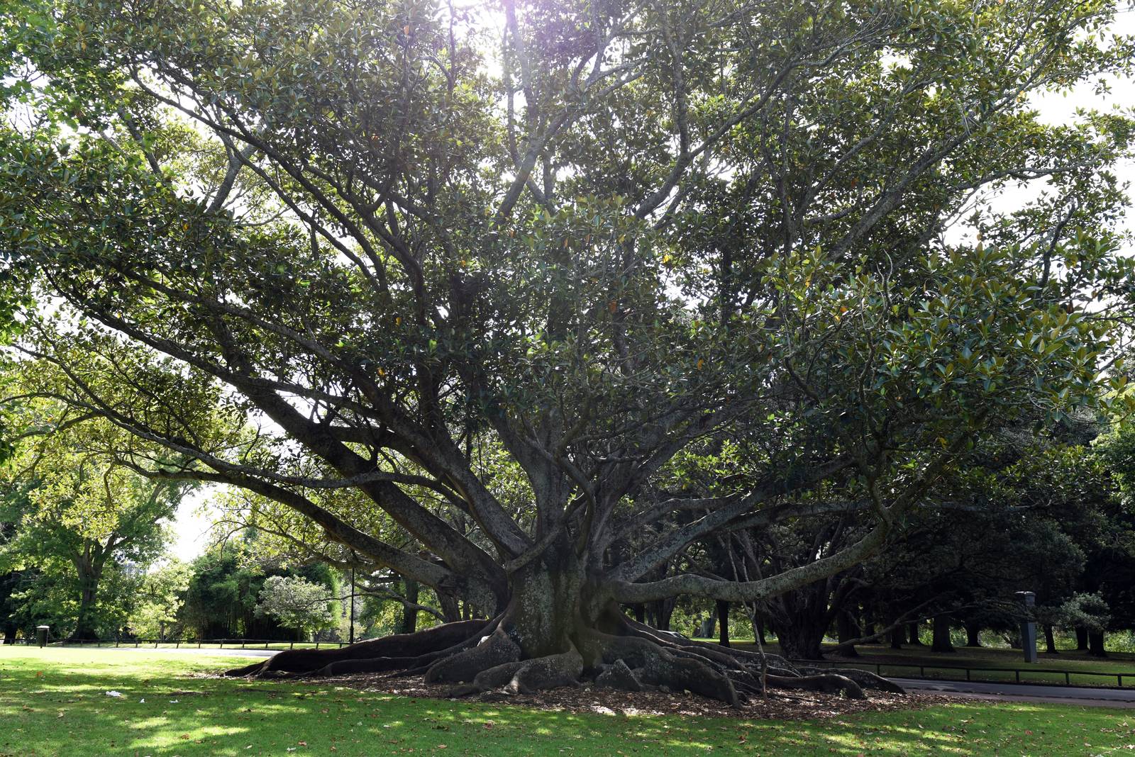 Le dimensioni maestose di chioma e fusto rendono il ficus macrophylla un albero adatto ai grandi spazi esterni.