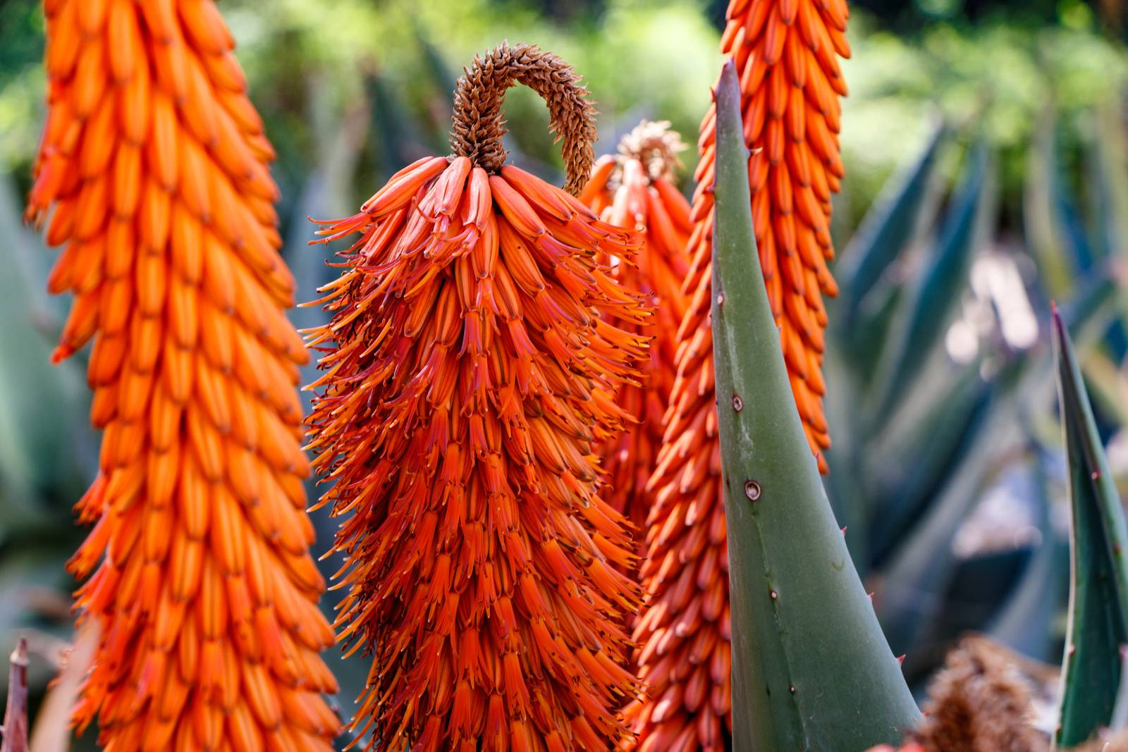 I fiori di aloe ferox sono immediatamente riconoscibili: a forma di spiga, presentano una vivacissima colorazione arancio-rossa.