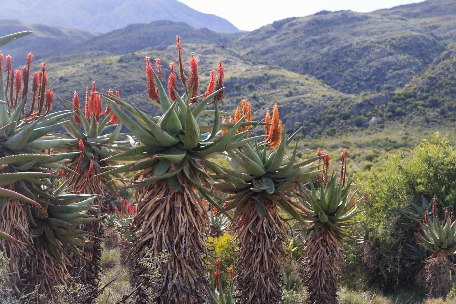 Aloe ferox si sviluppa su un fusto singolo e legnoso che, nell'habitat di origine, si sviluppa significativamente in altezza.
