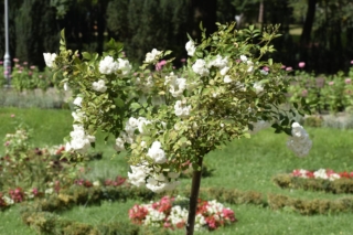 La pianta di rosa Iceberg raggiunge un’altezza di 80-100 cm, con un portamento cespuglioso e compatto.