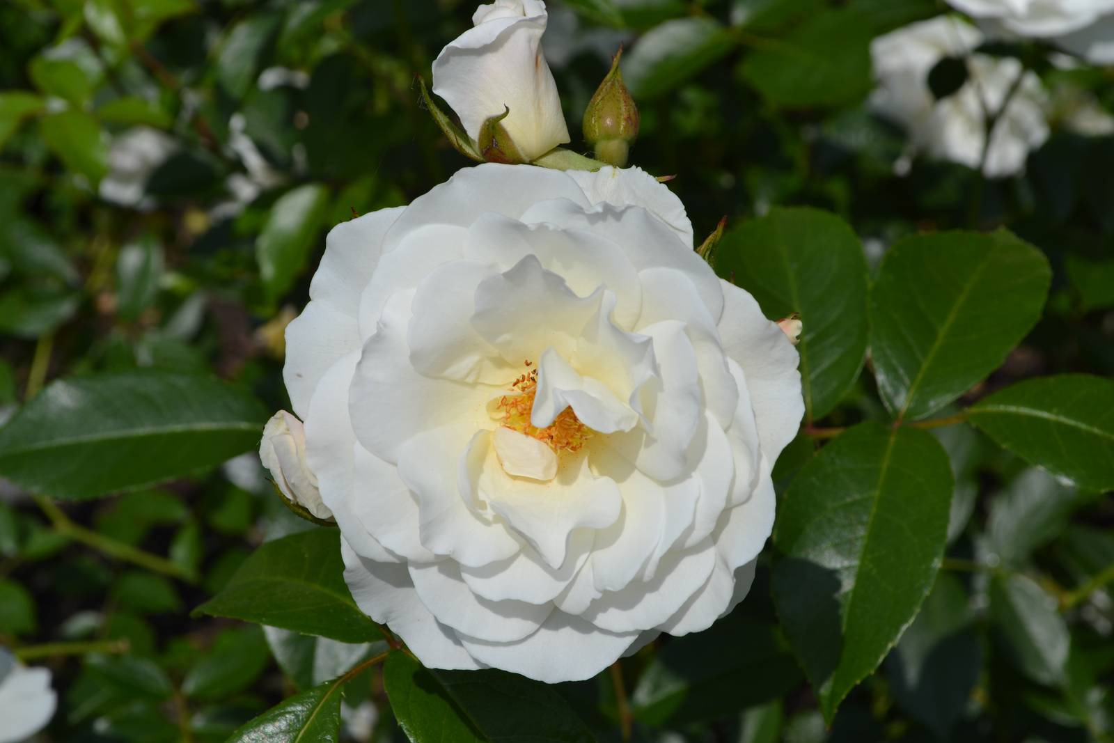 I bellissimi fiori bianchi della rosa Iceberg sbocciano in abbondanza dalla tarda primavera fino all’arrivo del freddo.