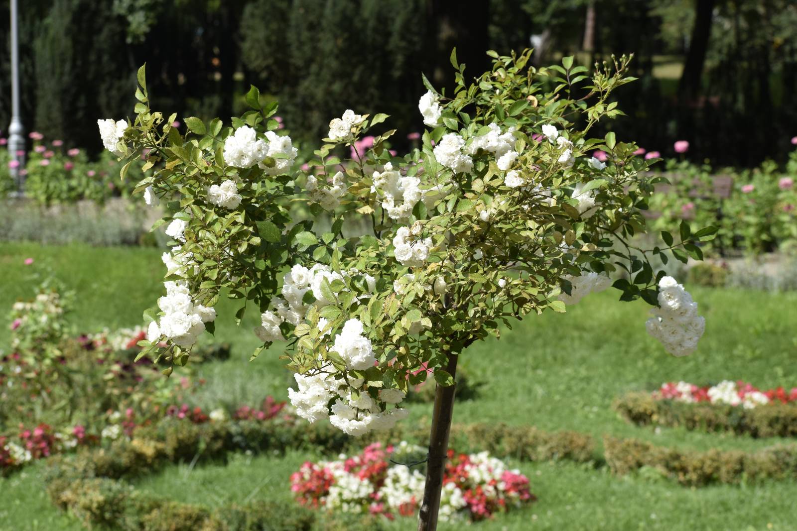 La pianta di rosa Iceberg raggiunge un’altezza di 80-100 cm, con un portamento cespuglioso e compatto.