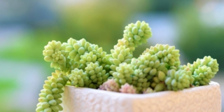 Sedum burrito