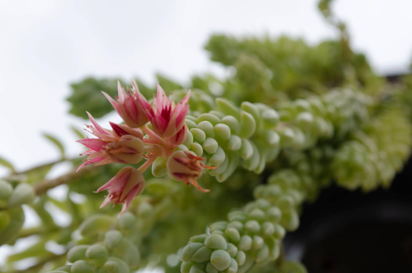 Il sedum burrito produce infiorescenze rosa/rosse durante il periodo estivo sulla parte terminale dei rami.