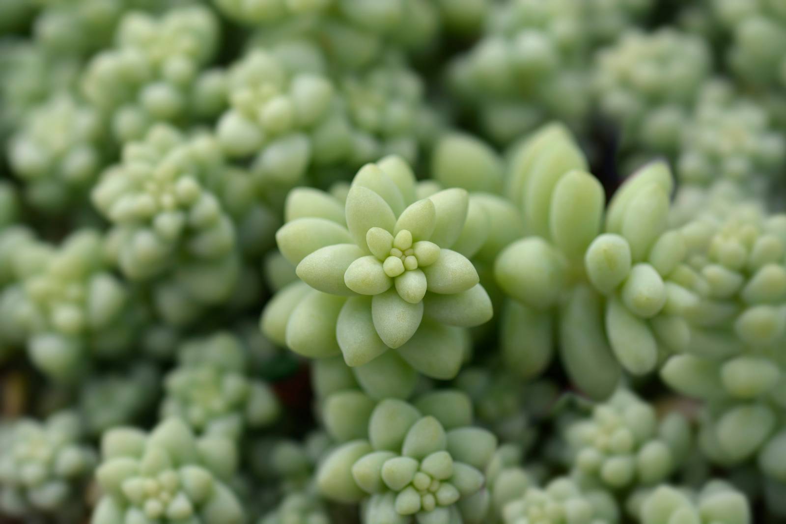 Il sedum burrito ama la luce intensa ma indiretta.