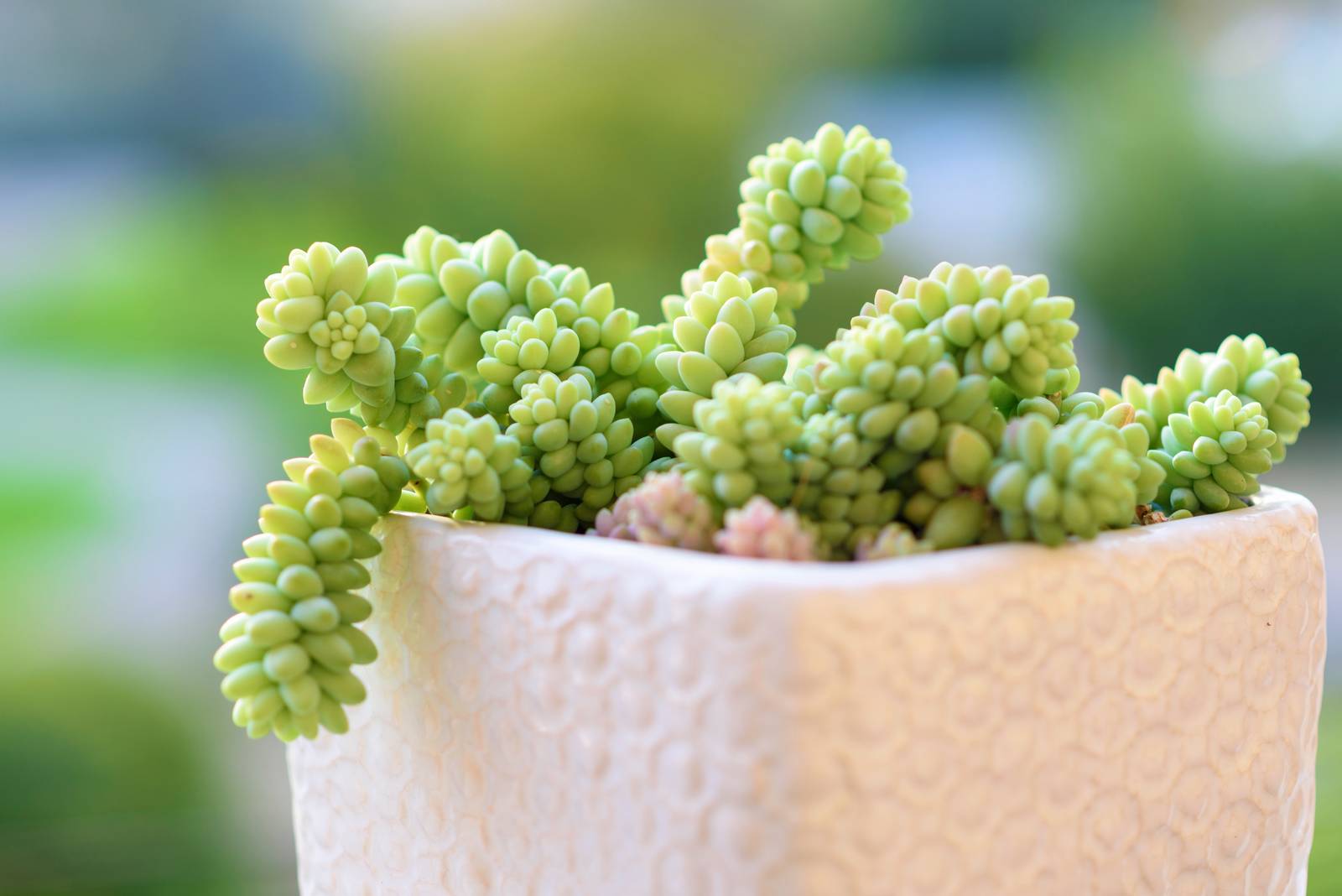 Sedum burrito