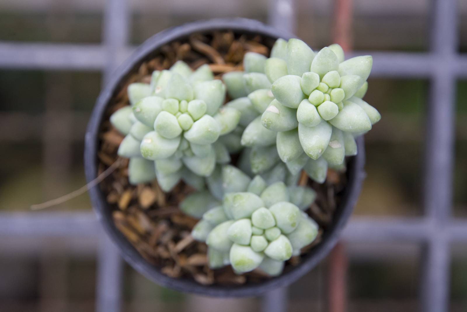 Dato che mal tollera il freddo, si consiglia di optare per la coltivazione in vaso del sedum morganianum.