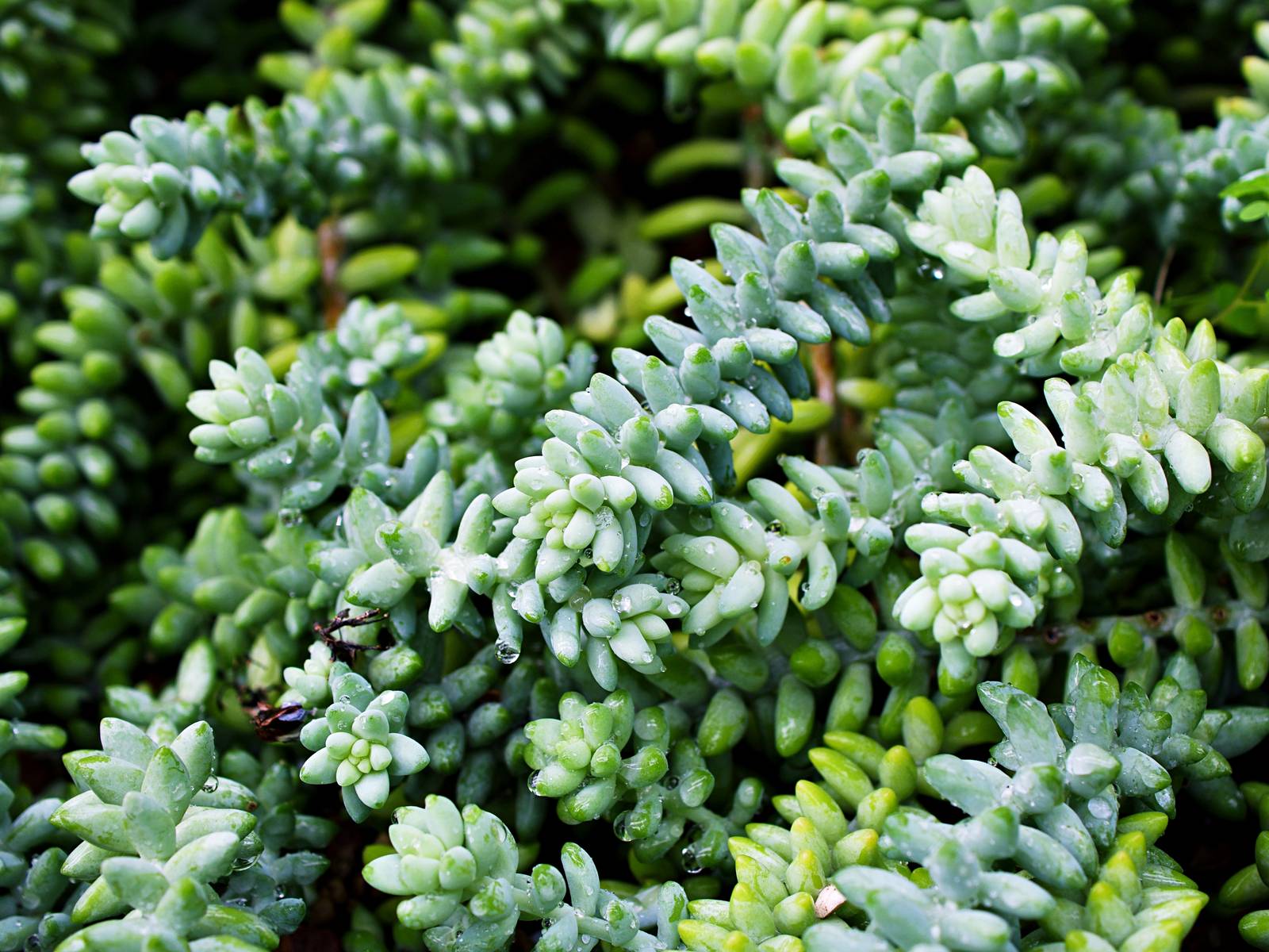 Il sedum morganianum ha belissime foglioline di colore verde chiaro ricoperte da una patina cerosa protettiva.
