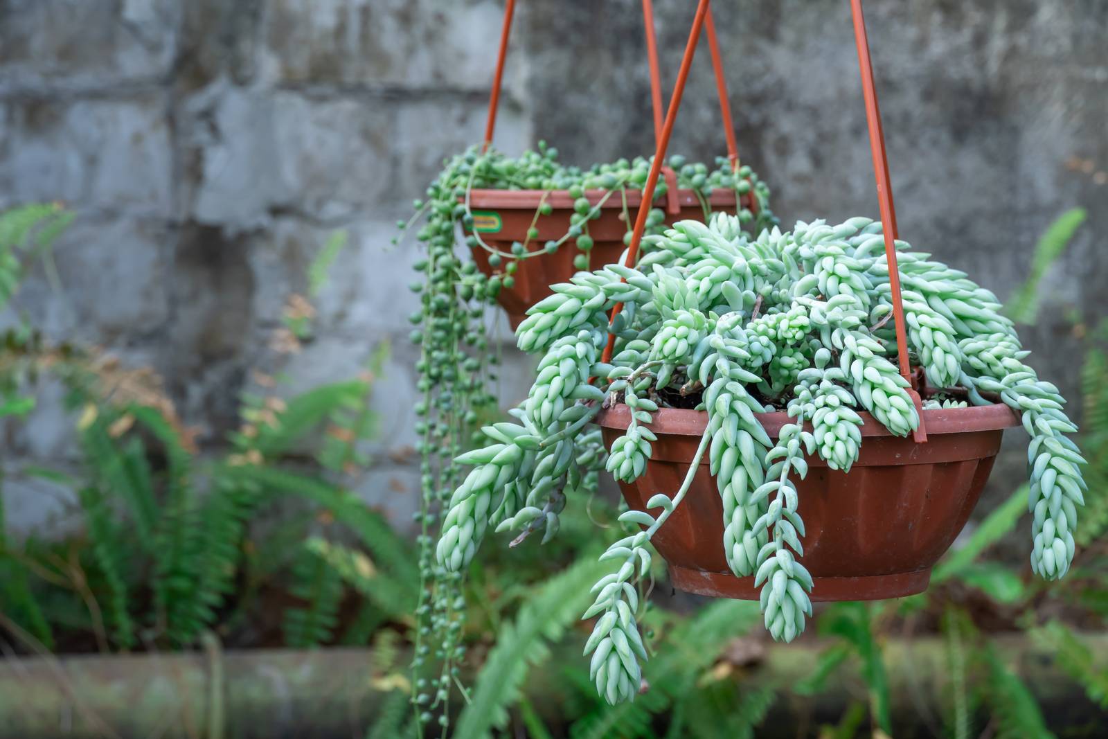 Il sedum morganianum si presta benissimo alla coltivazione in basket sospesi per via dei suoi bellissimi rami ricadenti.