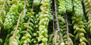 Sedum morganianum