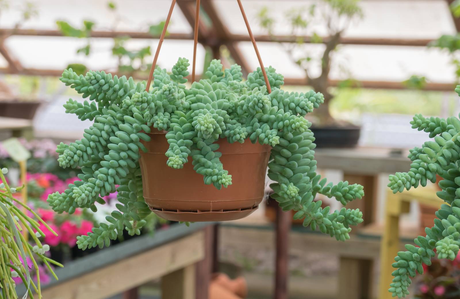 Il sedum morganianum deve essere posizionato in zone luminose evitando i raggi diretti del sole, ma nei periodi più caldi può essere spostata all’esterno in posizione di penombra.