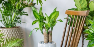 tronchetto della felicità