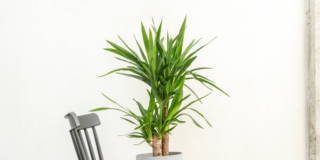 tronchetto della felicità in vaso