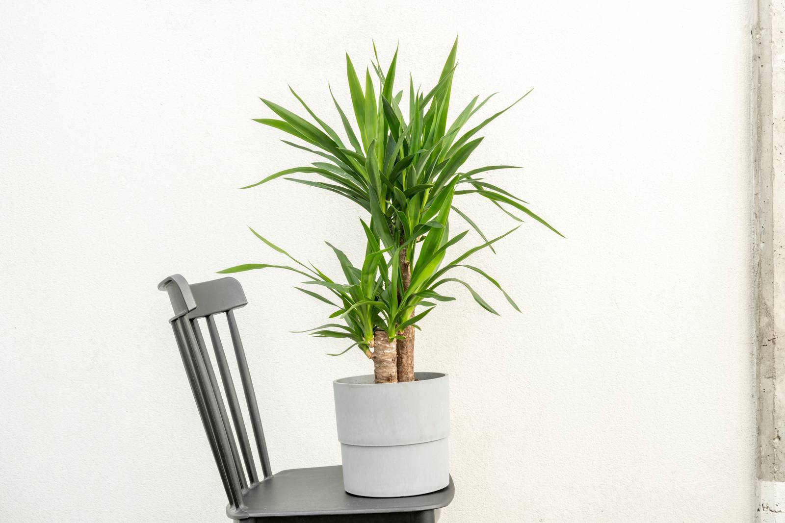 La dracaena fragrans viene considerata una "pianta portafortuna" da regalare e tenere in casa. La dracaena fragrans viene considerata una "pianta portafortuna" da regalare e tenere in casa.
