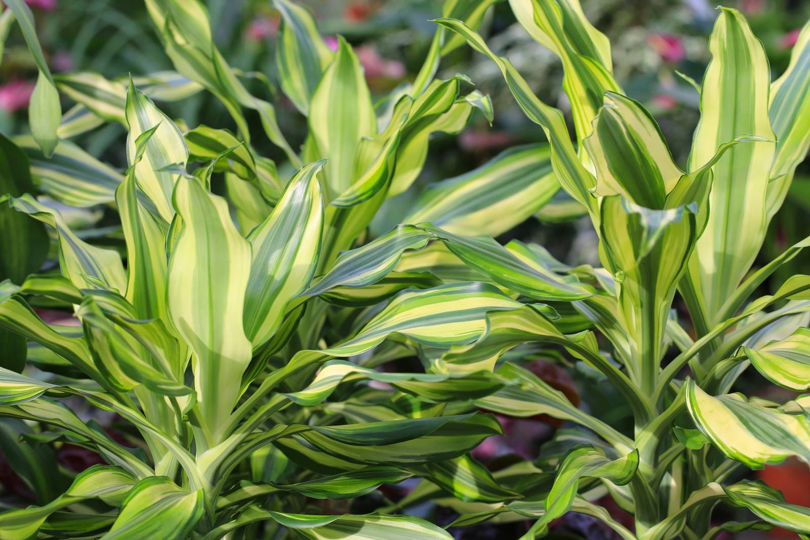 La dracaena fragrans non va esposta ai raggi solari diretti per evitare danni al fogliame. La dracaena fragrans non va esposta ai raggi solari diretti per evitare danni al fogliame.