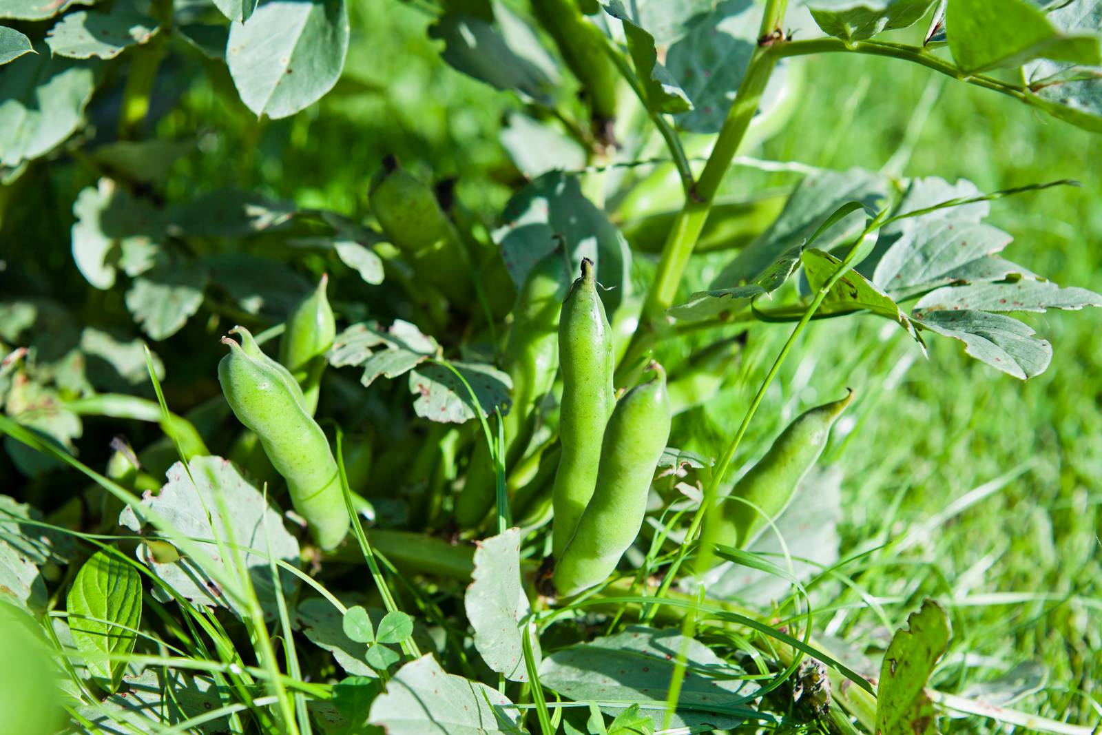 Le fave si raccolgono tra maggio e giugno, prima che il seme diventi duro, e si possono gustare anche crude.