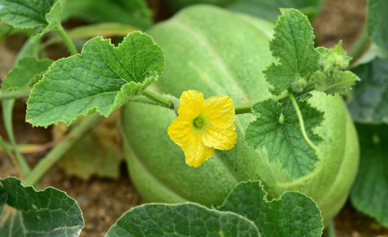 La pianta del melone produce fiori gialli a cinque lobi da maggio a settembre.