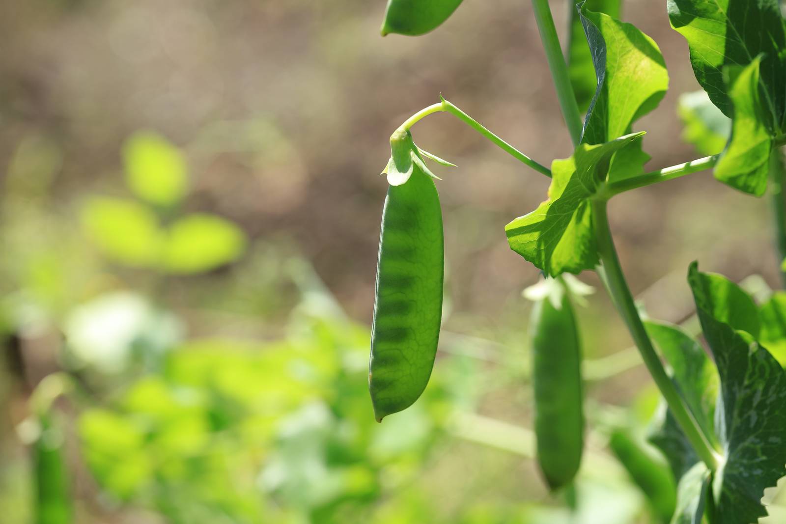 La raccolta dei piselli si esegue scalarmente, quando i baccelli appaiono rigonfi, ma i semi non premono contro la buccia.