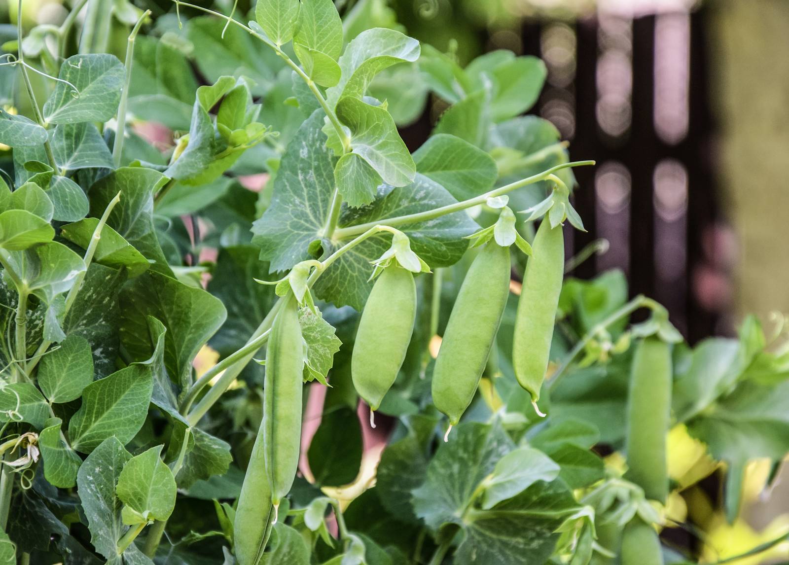 Oltre che nell'orto, la pianta dei piselli si può coltivare anche in vaso sul balcone: in questo caso meglio optare per le varietà nane.