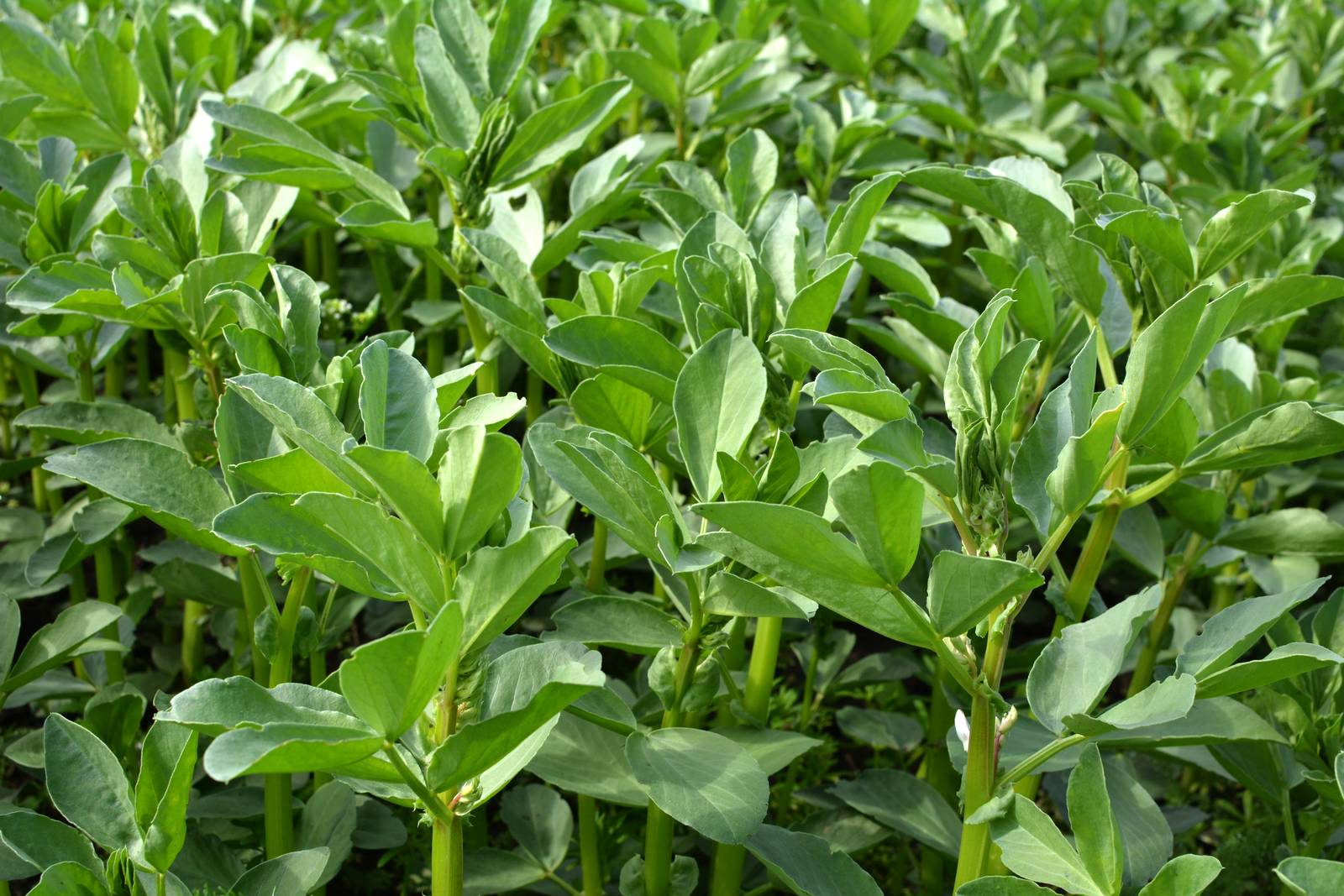 La pianta delle fave si semina in primavera (febbraio-marzo) al Nord, per ottenere un raccolto primaverile-estivo.