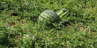 Anguria o cocomero (pianta)