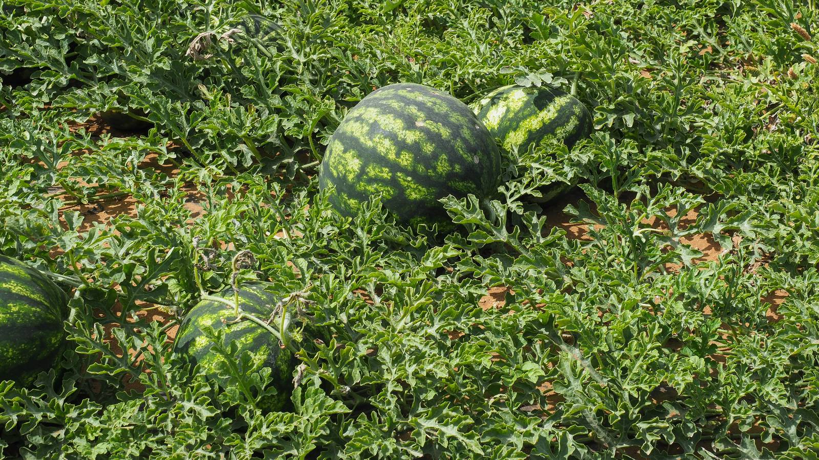 Il cocomero è una pianta annuale, caratterizzata da un fusto erbaceo rampicante e foglie grandi e pelose con tre lobi. Il cocomero è una pianta annuale, caratterizzata da un fusto erbaceo rampicante e foglie grandi e pelose con tre lobi.