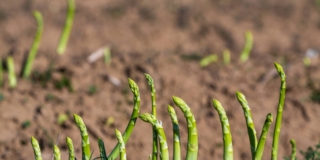 Asparago (pianta) Asparago (pianta)