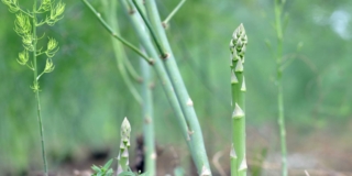 asparagi in orto