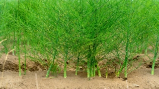 La pianta dell'asparago ha bisogno di pieno sole e calore e va protetta dal vento. La pianta dell'asparago ha bisogno di pieno sole e calore e va protetta dal vento.