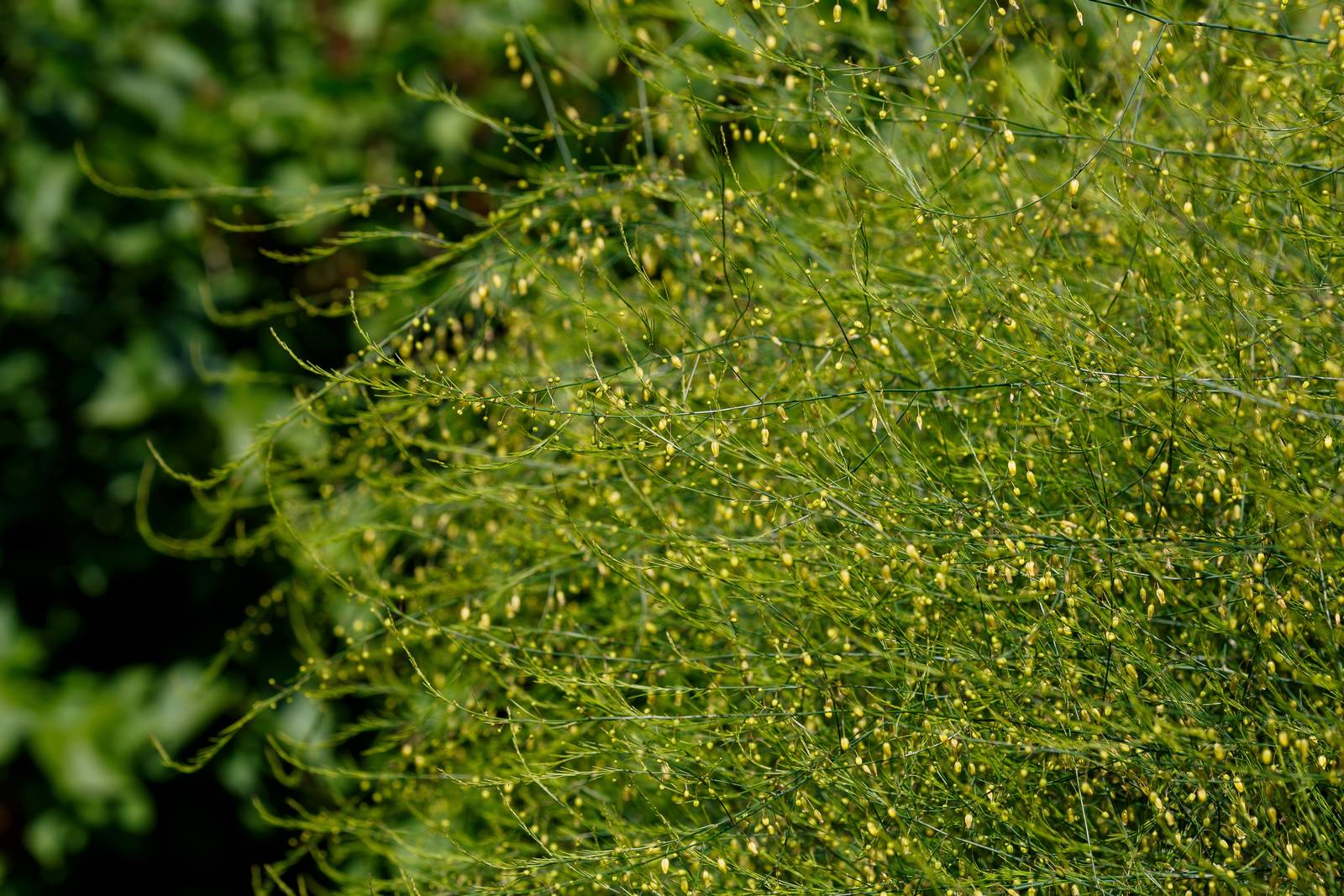 La pianta degli asparagi fiorisce durante il periodo estivo, producendo infiorescenze campanulate, di colore variabile dal bianco verdastro al giallastro. La pianta degli asparagi fiorisce durante il periodo estivo, producendo infiorescenze campanulate, di colore variabile dal bianco verdastro al giallastro.