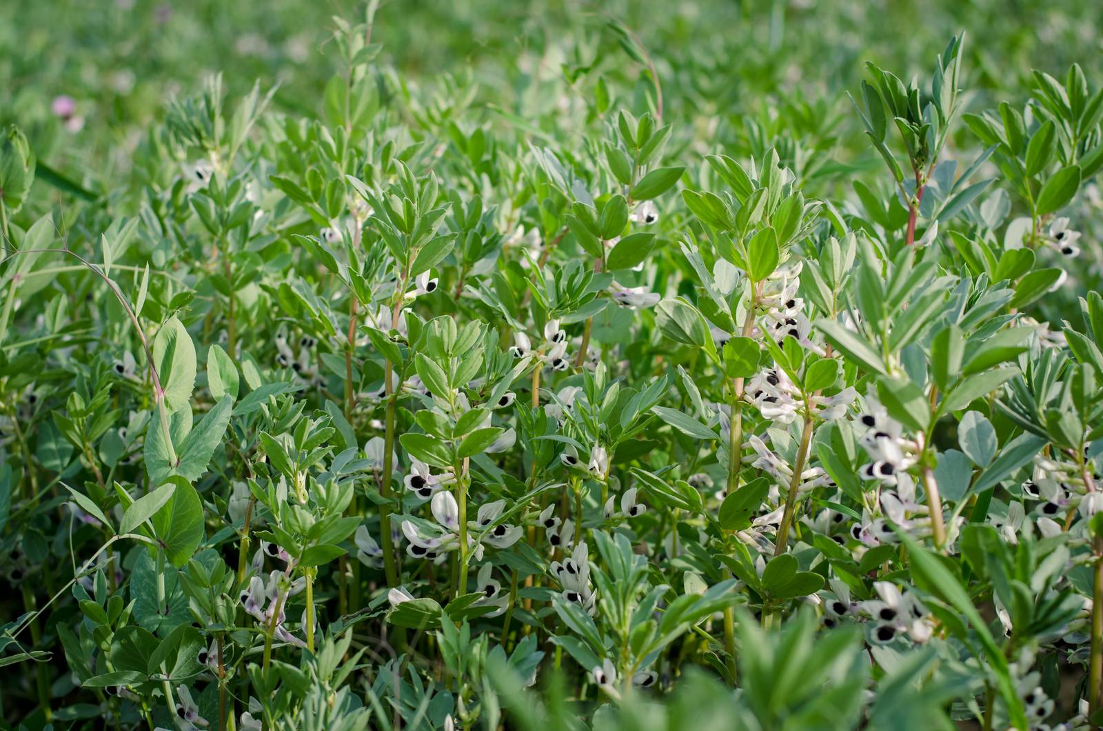 La pianta delle fave regala una bellissima fioritura in primavera, con fiori a forma di farfalla dal disegno particolare.