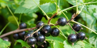 Ribes nero