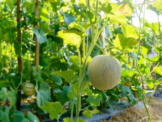 Esposizione diretta al sole e calore sono due condizioni essenziali per far crescere in salute la pianta del melone.