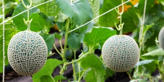 Melone (pianta) Melone (pianta)