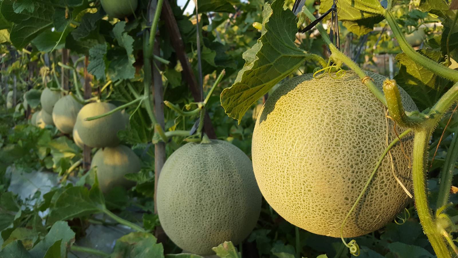Il melone è un frutto voluminoso, di forma ovale o tondeggiante, con buccia liscia o rugosa.