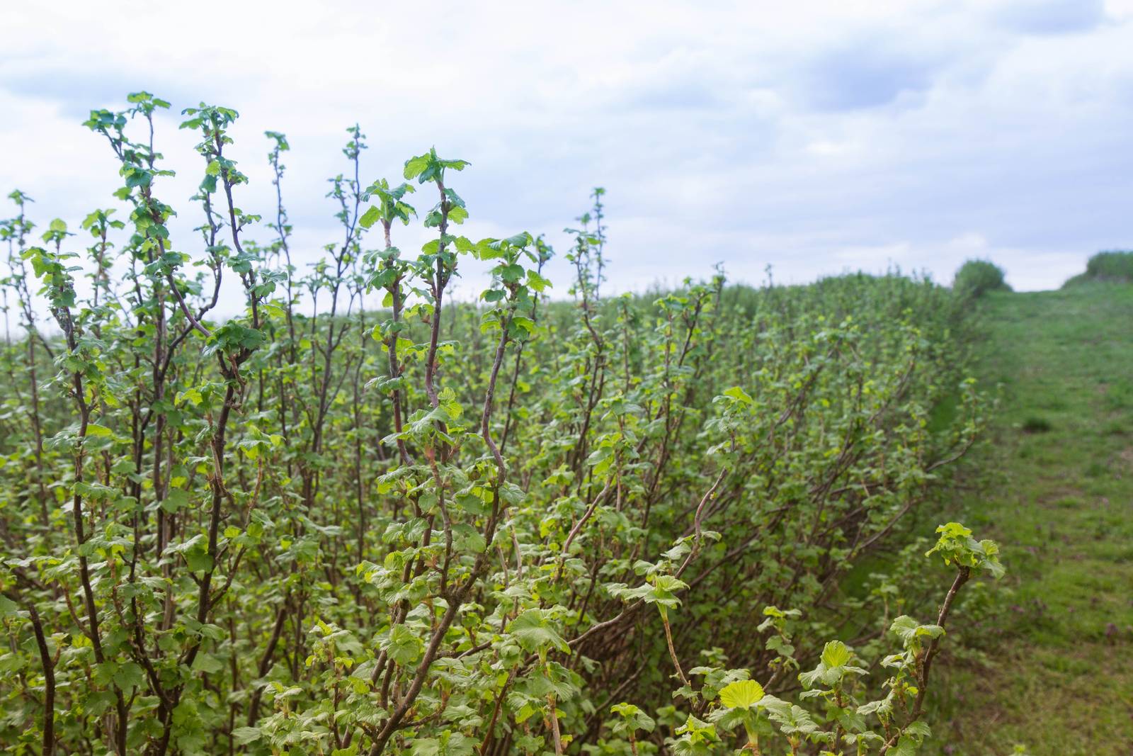 Il ribes nero è una pianta rustica, resistente e facile da coltivare, perfetta anche per la coltivazione in vaso.