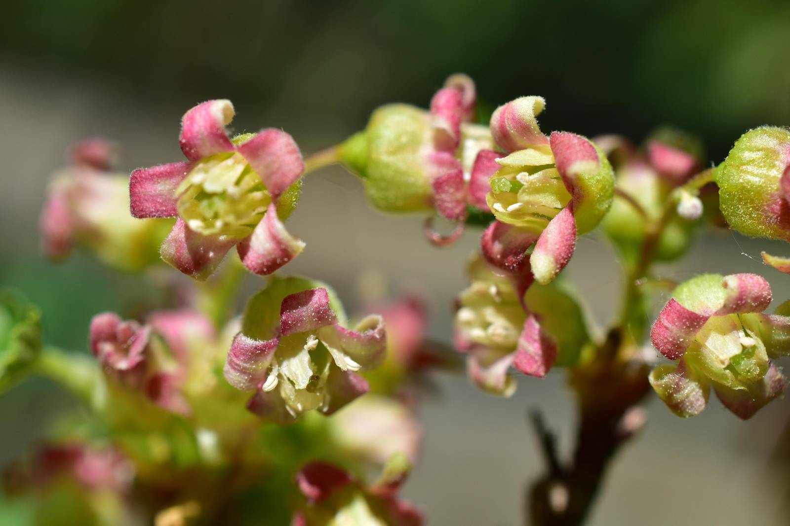 La pianta di ribes nero fiorisce durante la primavera e i suoi fiori sono spesso usati per produrre infusi.