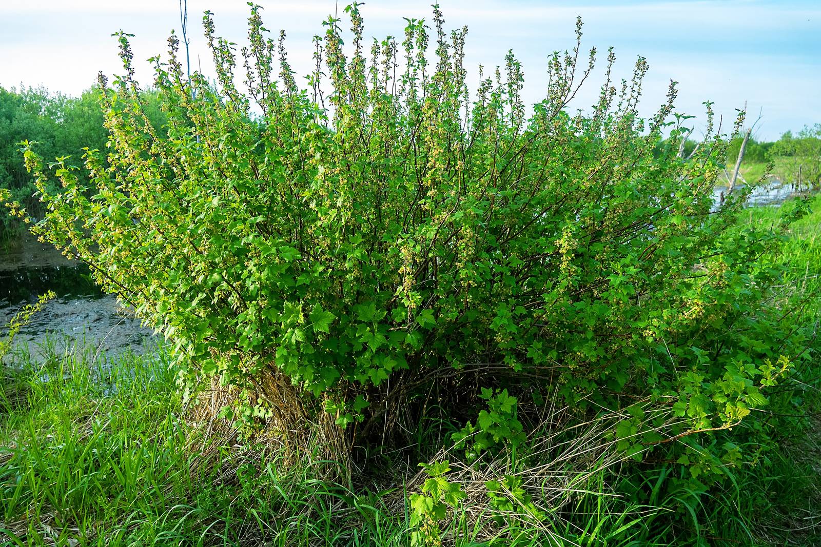 Il ribes nero predilige il pieno sole o la mezz’ombra: più luce diretta riceve, più aromatici saranno i frutti.