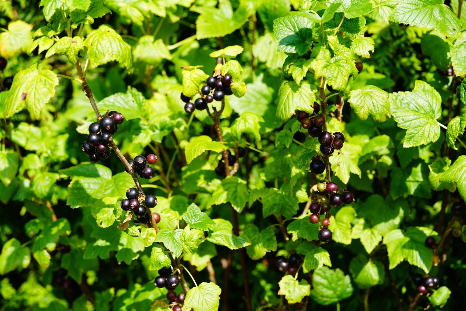 Il ribes nero si presenta come un arbusto cespuglioso e ramificato, alto mediamente tra 1 e 1,5 metri.