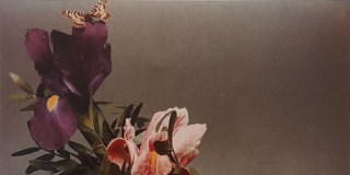 08g_Mario Strippini, Per Ferragamo, 1970. Stampa Cibachrome, 20×25 cm 08g_Mario Strippini, Per Ferragamo, 1970. Stampa Cibachrome, 20×25 cm