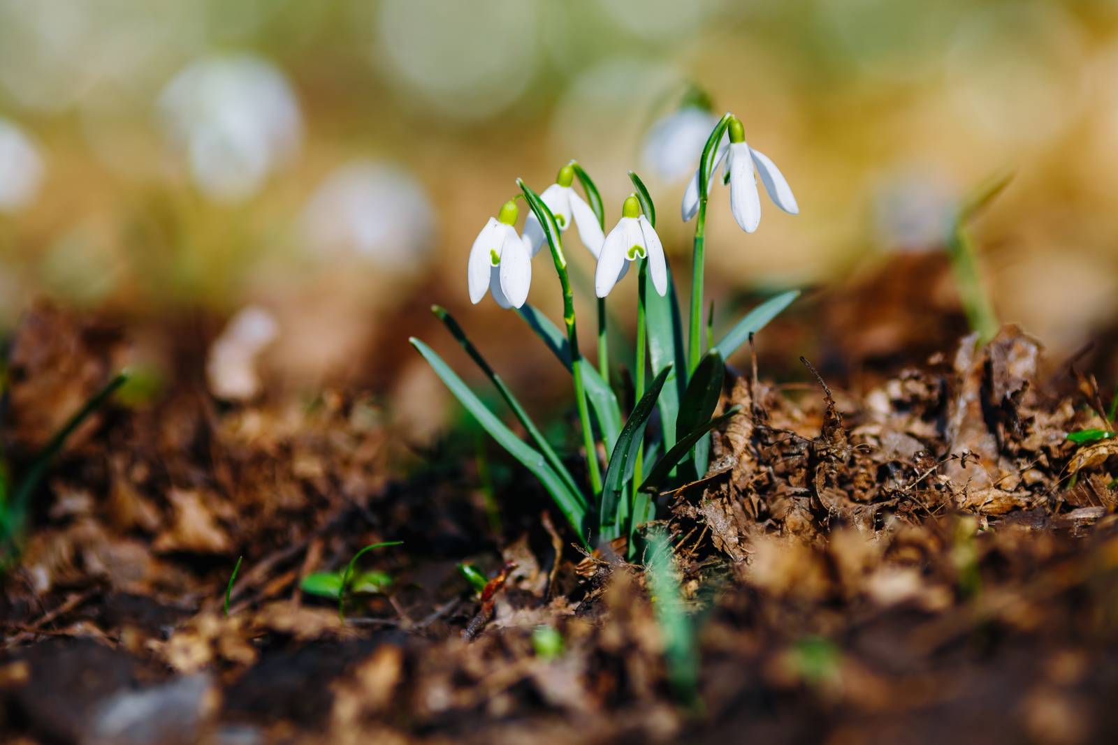 Il bucaneve cresce preferibilmente sotto gli alberi caducifoglie, o comunque in mezz'ombra.