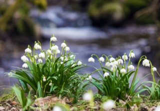 Il campanellino cresce bene in suoli umidi ma teme il ristagno idrico.