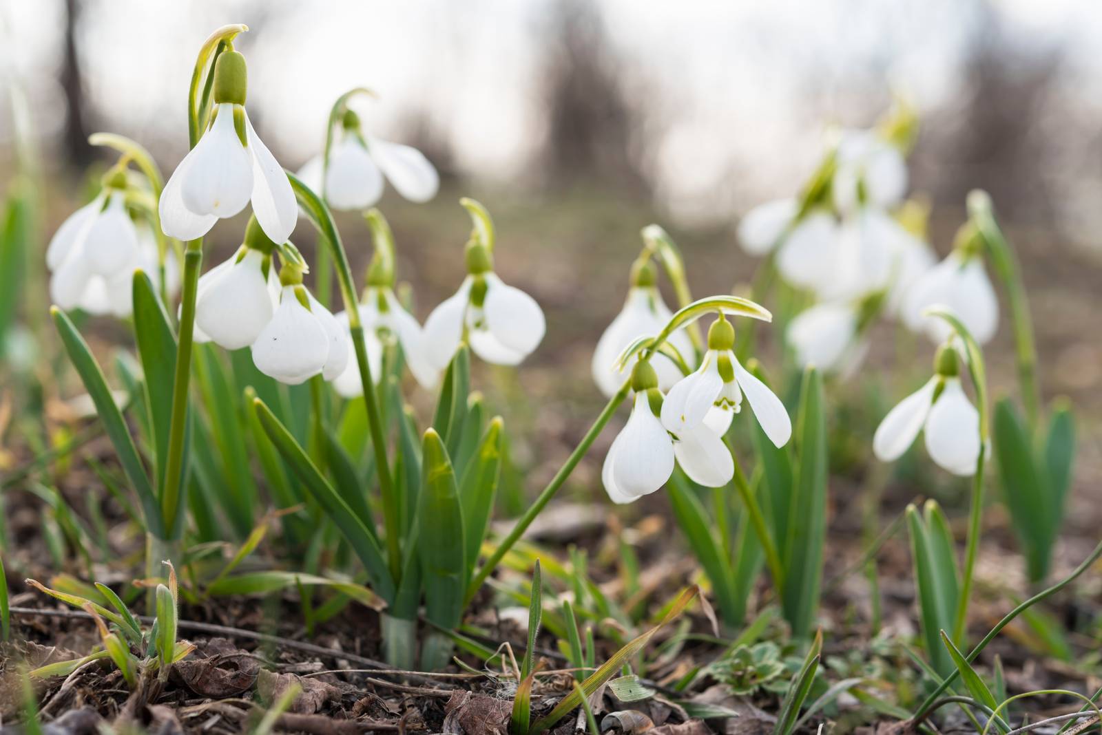 Il bucaneve si può coltivare anche in vasi e ciotole da spostare strategicamente a seconda dell'esposizione e del clima differenti durante l'anno.